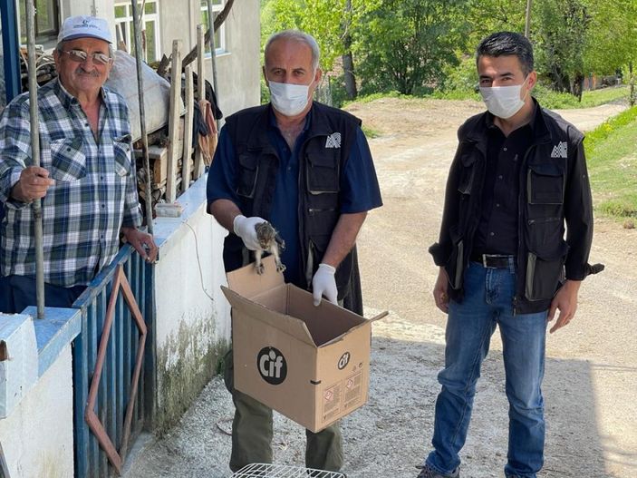 Tarlada yaralı bulunan yavru tavşan tedaviye alındı -1