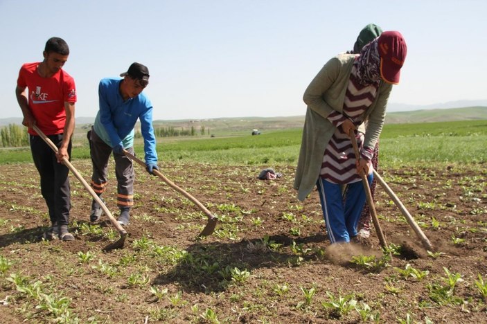 Kısıtlamadan muaf olan çiftçiler bayramı tarlada geçirdi -3