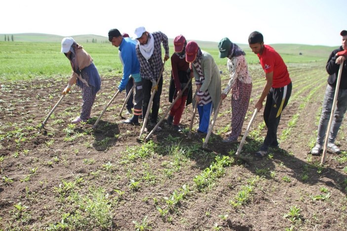 Kısıtlamadan muaf olan çiftçiler bayramı tarlada geçirdi -6