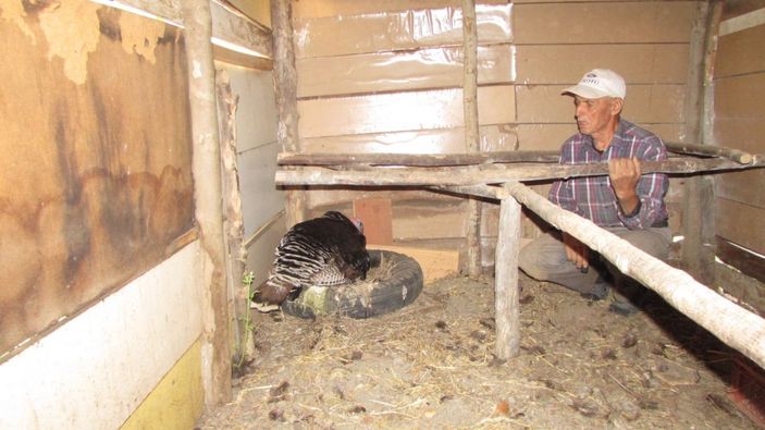 (Özel) Çanakkale’de erkek hindi kuluçkaya yattı -5