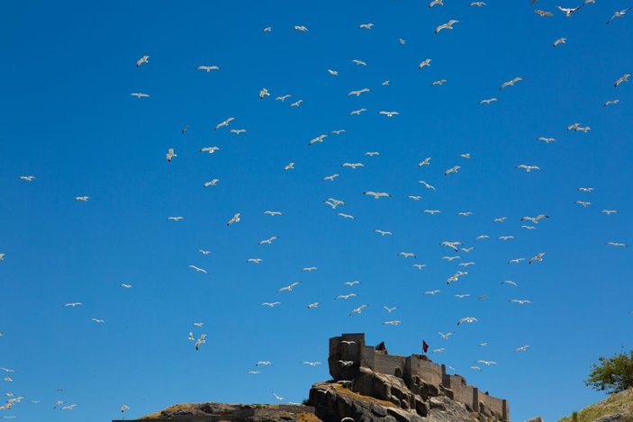 Tunceli'deki Martı Adası, binlerce kuşa ev sahipliği yapıyor -5