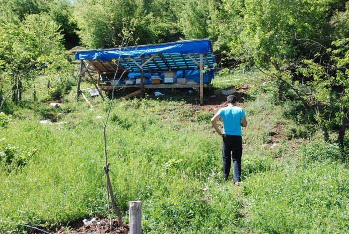 Ayı 15 kovanı parçaladı   -1