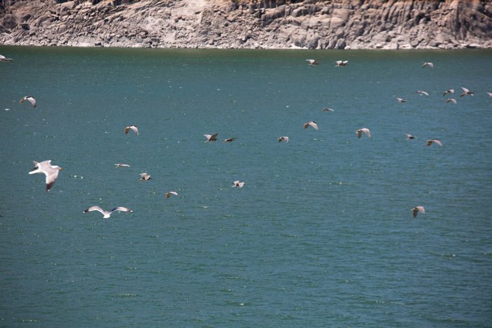 Tunceli'deki Martı Adası, binlerce kuşa ev sahipliği yapıyor -10