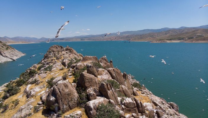 Tunceli'deki Martı Adası, binlerce kuşa ev sahipliği yapıyor -1