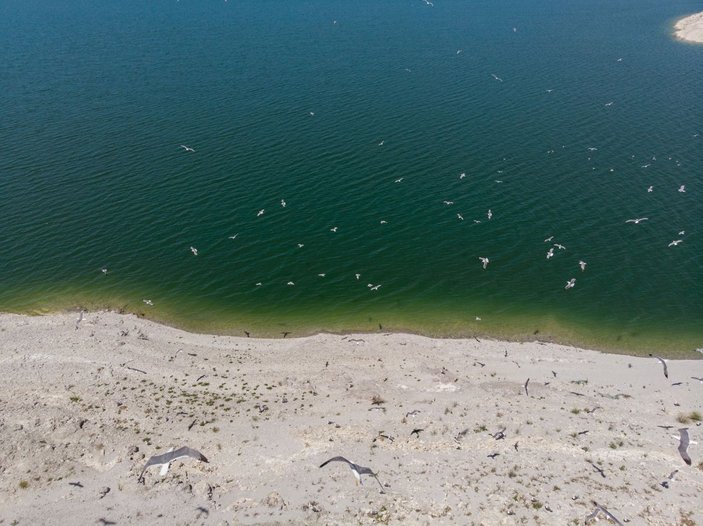 Tunceli'deki Martı Adası, binlerce kuşa ev sahipliği yapıyor -4