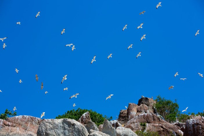 Tunceli'deki Martı Adası, binlerce kuşa ev sahipliği yapıyor -7