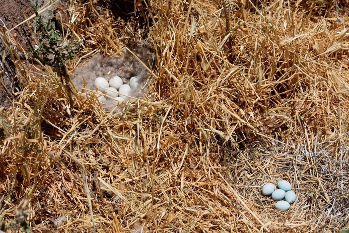Tunceli'deki Martı Adası, binlerce kuşa ev sahipliği yapıyor -9