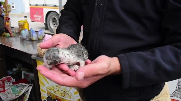 Kedi ihbarı alan ekipler, kayayı keserek yavru kediyi annesine teslim etti -6