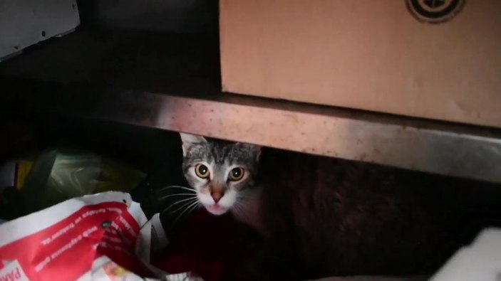 Kedi ihbarı alan ekipler, kayayı keserek yavru kediyi annesine teslim etti -4