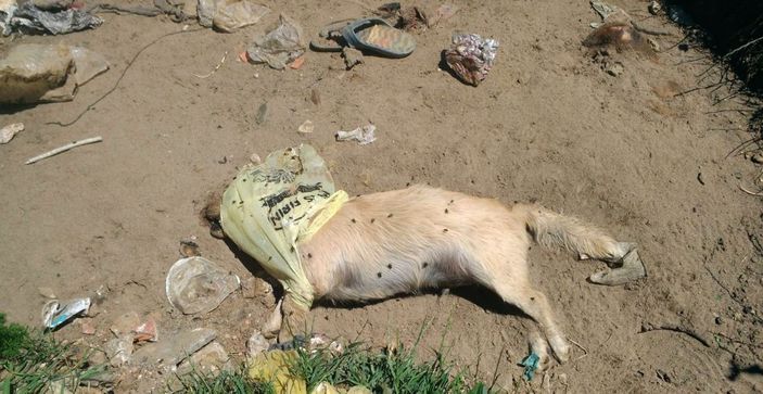 Kocaali'de çöplükte 17 köpek ölüsü bulundu