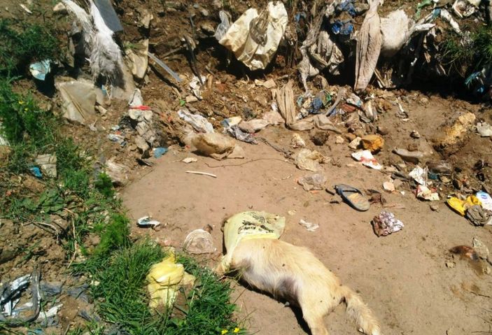 Kocaali'de çöplükte 17 köpek ölüsü bulundu