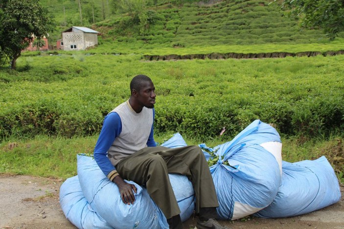 Afrikalı işçiler bu yıl da çay hasadında -7