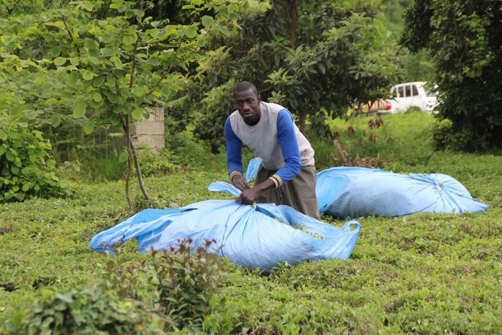 Afrikalı işçiler bu yıl da çay hasadında -5