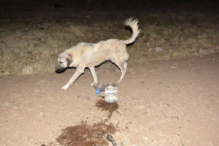 Siverek’te inşatta mahsur kalan köpek itfaiye ekiplerince kurtarıldı -8