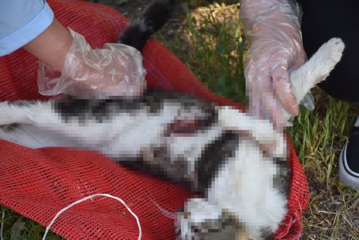 Sivas'ta aynı bölgede ikinci kez işkence yapılarak öldürülmüş kedi bulundu -9