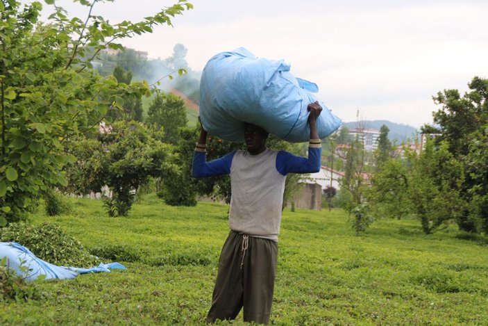 Afrikalı işçiler bu yıl da çay hasadında -6