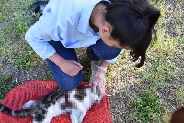 Sivas'ta aynı bölgede ikinci kez işkence yapılarak öldürülmüş kedi bulundu -3