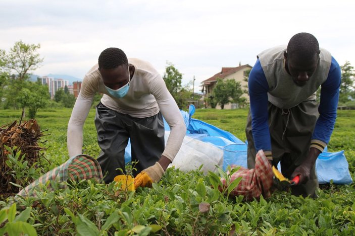 Afrikalı işçiler bu yıl da çay hasadında -3