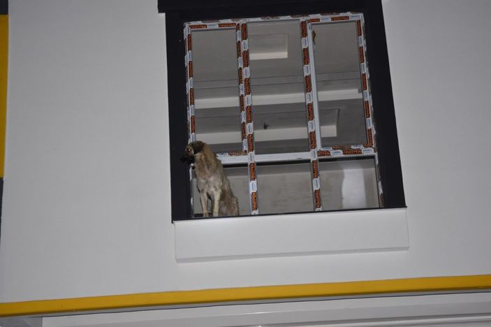 Siverek’te inşatta mahsur kalan köpek itfaiye ekiplerince kurtarıldı -3
