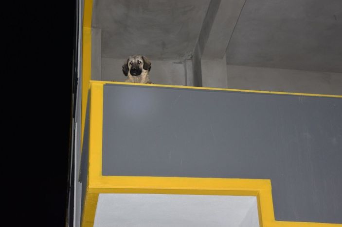 Siverek’te inşatta mahsur kalan köpek itfaiye ekiplerince kurtarıldı -1