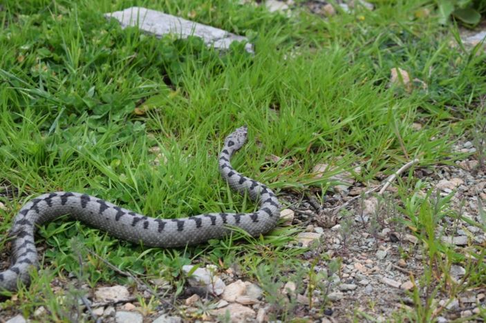 Nesli tehlike altında, Sivas’ta görüldü -3
