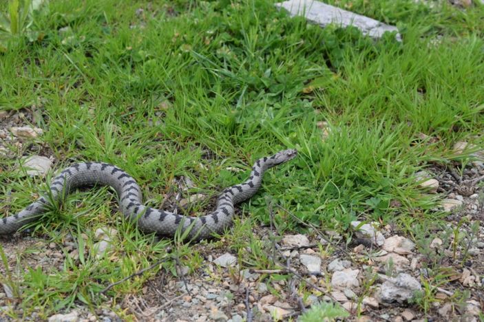 Nesli tehlike altında, Sivas’ta görüldü -2