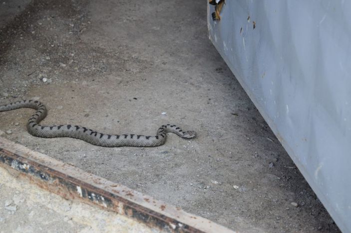 Nesli tehlike altında, Sivas’ta görüldü -1