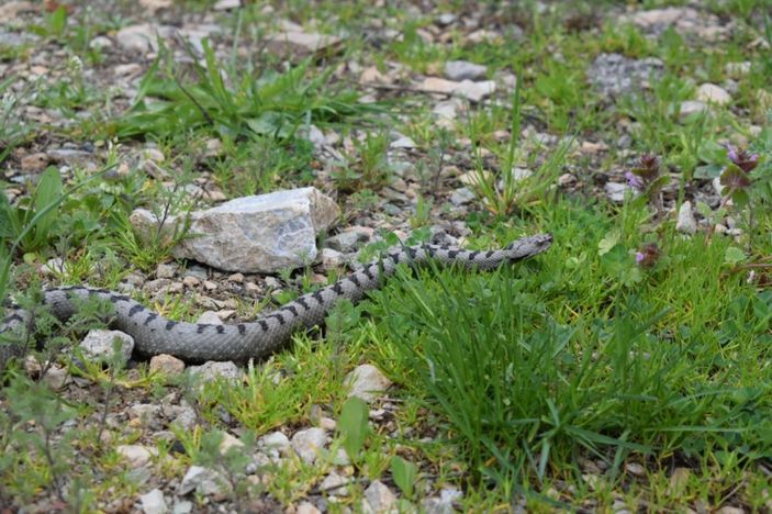 Nesli tehlike altında, Sivas’ta görüldü -4