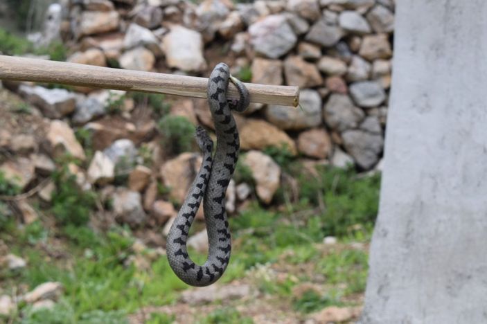 Nesli tehlike altında, Sivas’ta görüldü -5