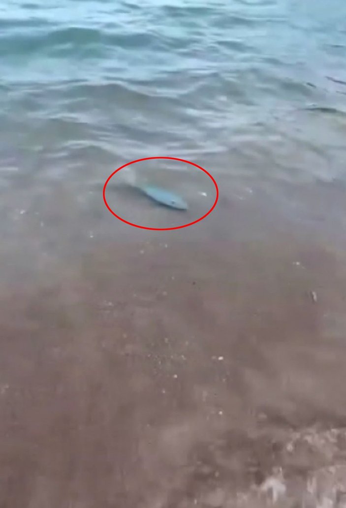Adrasan Sahili'nde balon balığı görüntülendi -1