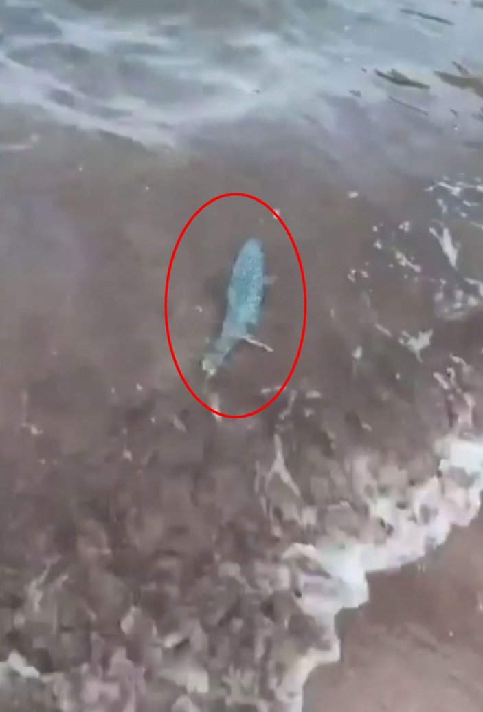 Adrasan Sahili'nde balon balığı görüntülendi -2