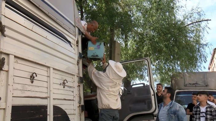 Sultangazi'de ağaçtaki arıları kamyonetin üstüne çıkarak aldılar -1