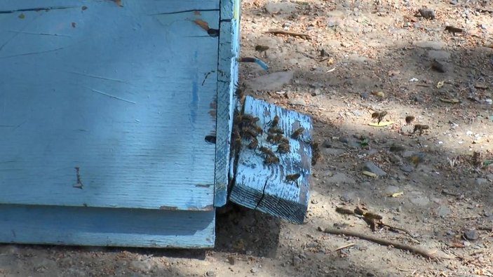 Sultangazi'de ağaçtaki arıları kamyonetin üstüne çıkarak aldılar -4
