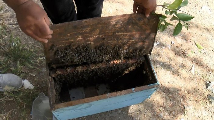 Sultangazi'de ağaçtaki arıları kamyonetin üstüne çıkarak aldılar -3