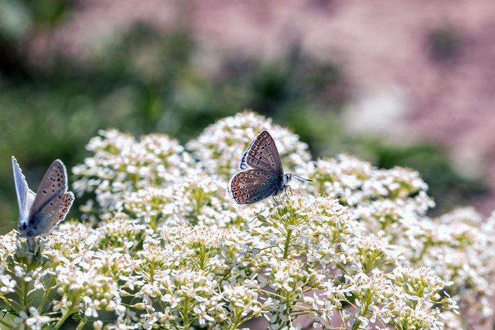 Beyşehir Gölü ve çevresinde 167 tür kelebek yaşıyor -3