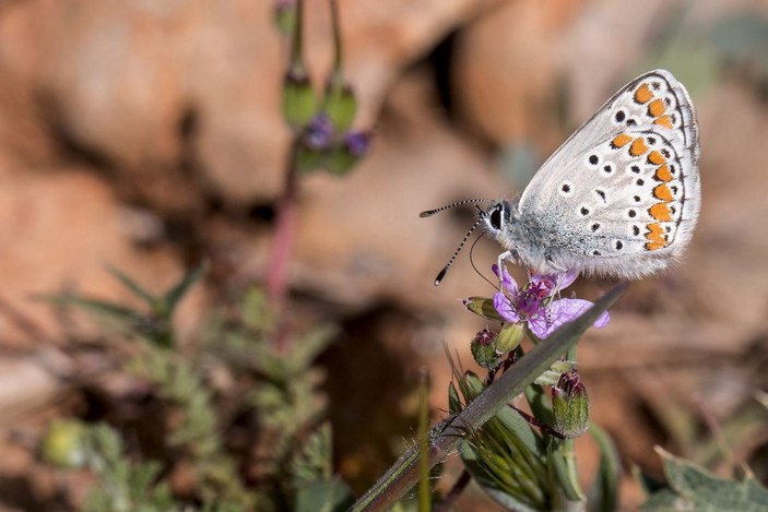 Beyşehir Gölü ve çevresinde 167 tür kelebek yaşıyor -5