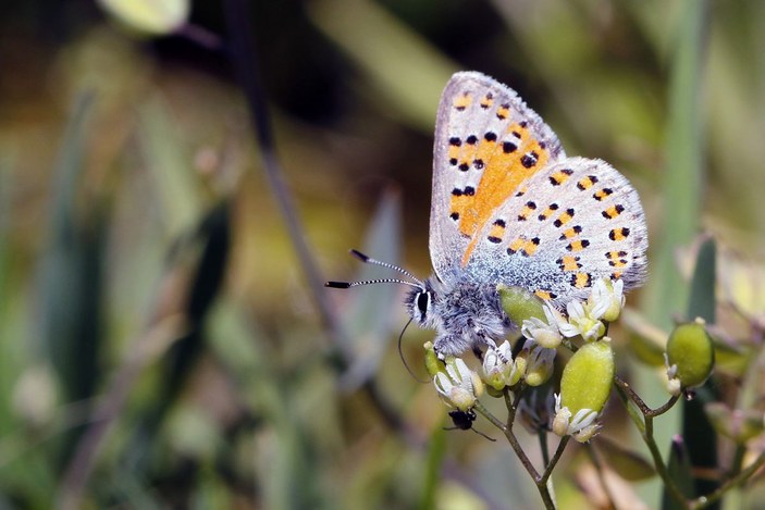 Beyşehir Gölü ve çevresinde 167 tür kelebek yaşıyor -10