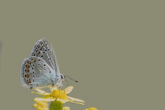 Beyşehir Gölü ve çevresinde 167 tür kelebek yaşıyor -4