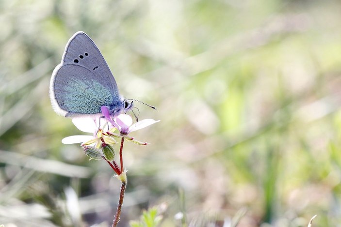 Beyşehir Gölü ve çevresinde 167 tür kelebek yaşıyor -8
