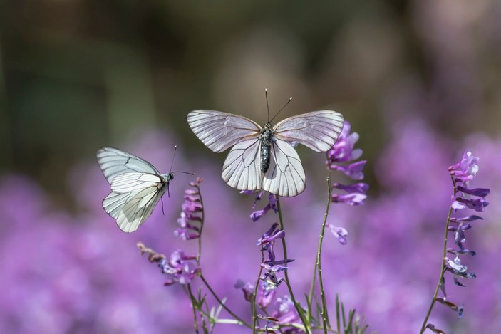 Beyşehir Gölü ve çevresinde 167 tür kelebek yaşıyor -2