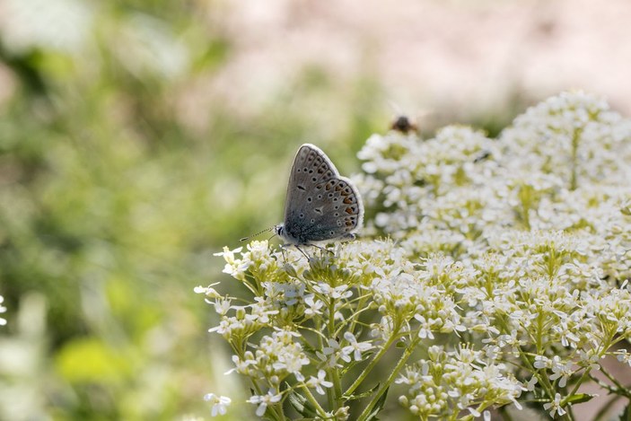 Beyşehir Gölü ve çevresinde 167 tür kelebek yaşıyor -7
