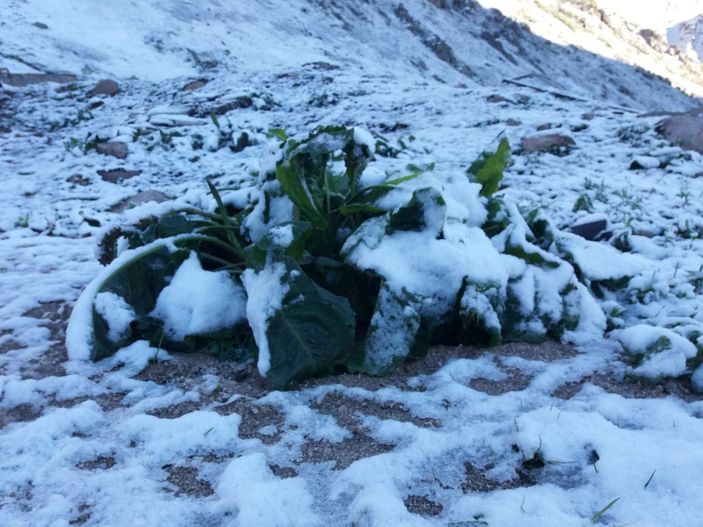Rize’de yaylaya kar yağdı -5