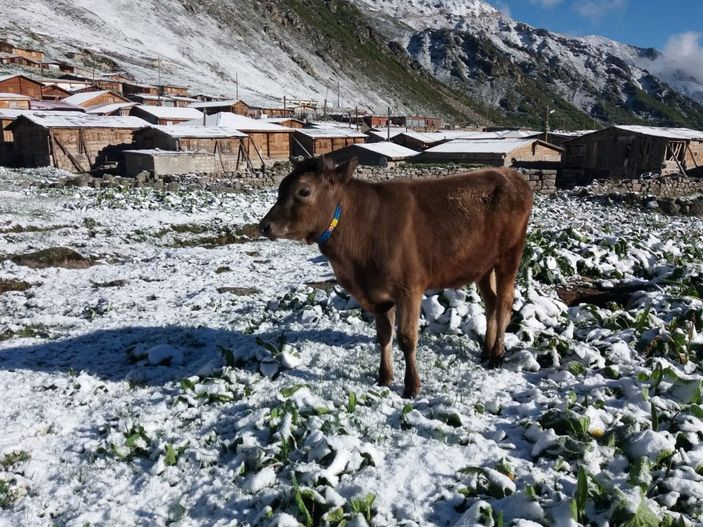 Rize’de yaylaya kar yağdı -2