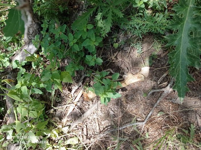 Bingöl'de ağaç dibinde insan ait kemikleri ve kıyafet bulundu -3