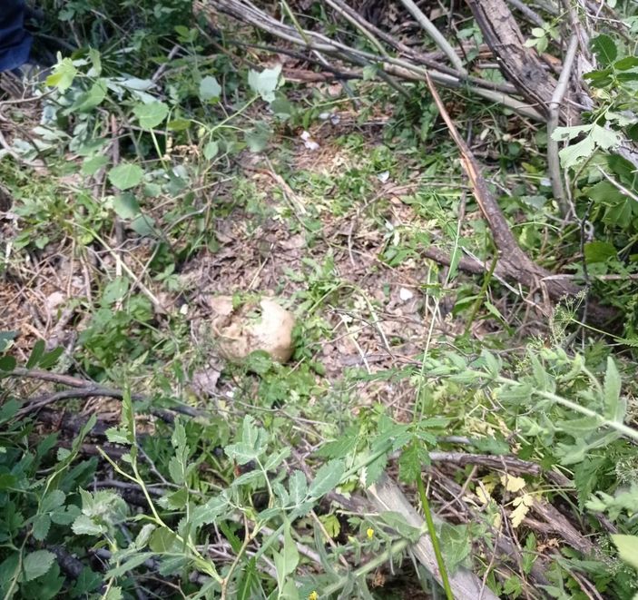 Bingöl'de ağaç dibinde insan ait kemikleri ve kıyafet bulundu -1