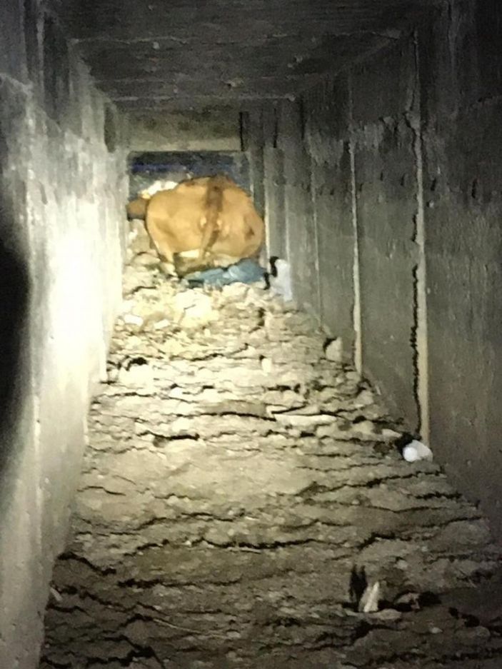 Menfeze sıkışan büyükbaş hayvan 2 saatlik operasyonla kurtarıldı -3