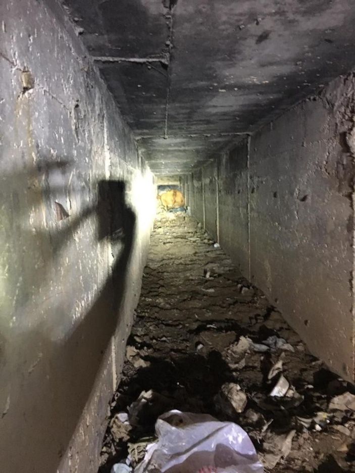 Menfeze sıkışan büyükbaş hayvan 2 saatlik operasyonla kurtarıldı -4