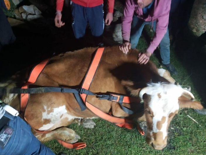 Menfeze sıkışan büyükbaş hayvan 2 saatlik operasyonla kurtarıldı -2