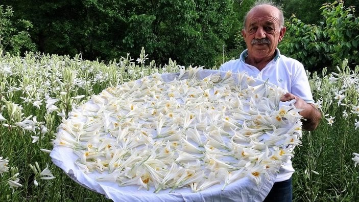 Tokat'ta hobi olarak başladığı akzambak üretimiyle hayatı değişti