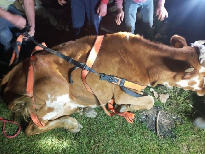 Menfeze sıkışan büyükbaş hayvan 2 saatlik operasyonla kurtarıldı -1